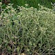 Cerastium glomeratum