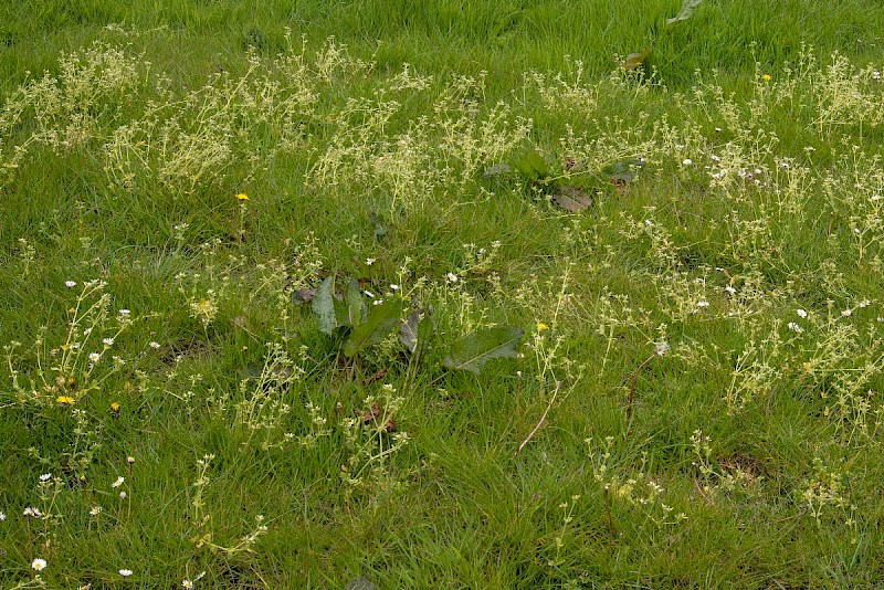 Cerastium glomeratum - © Charles Hipkin