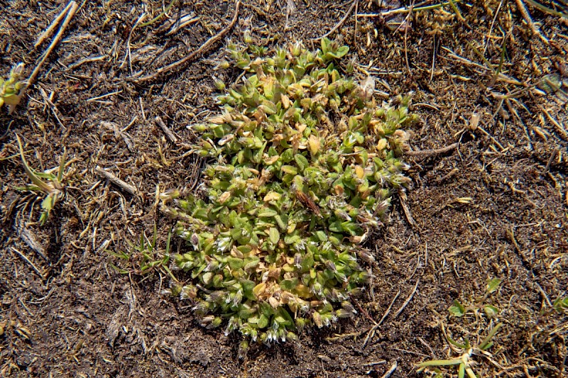 Cerastium semidecandrum - © Charles Hipkin