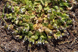 Cerastium semidecandrum Little Mouse-ear