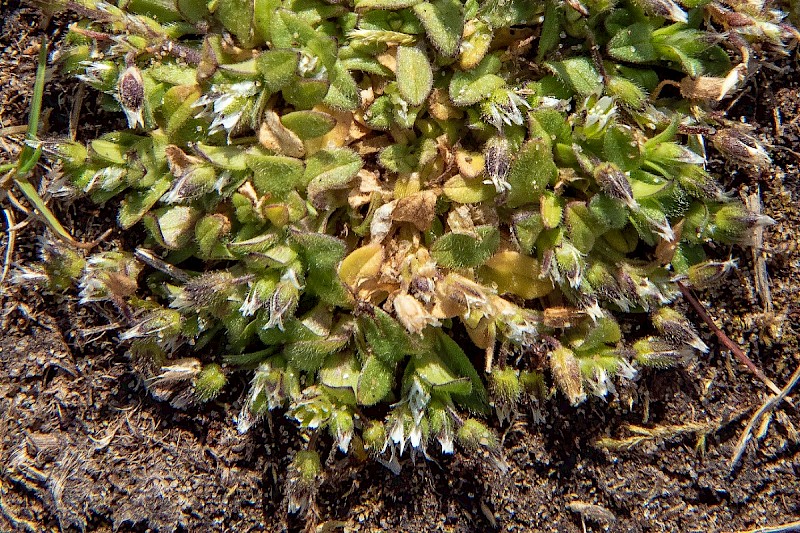 Cerastium semidecandrum - © Charles Hipkin