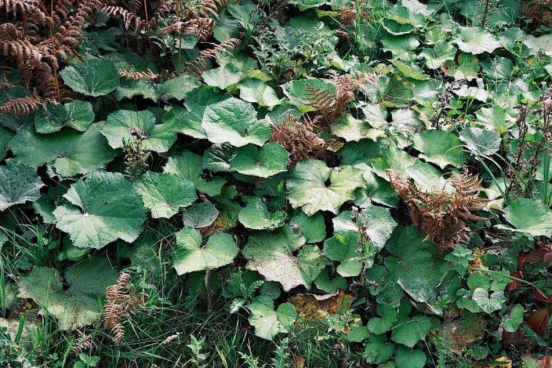 Tussilago farfara - © Charles Hipkin