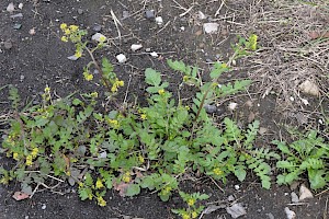 Rorippa islandica Northern Yellow-cress