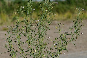 Chaenorhinum minus Small Toadflax