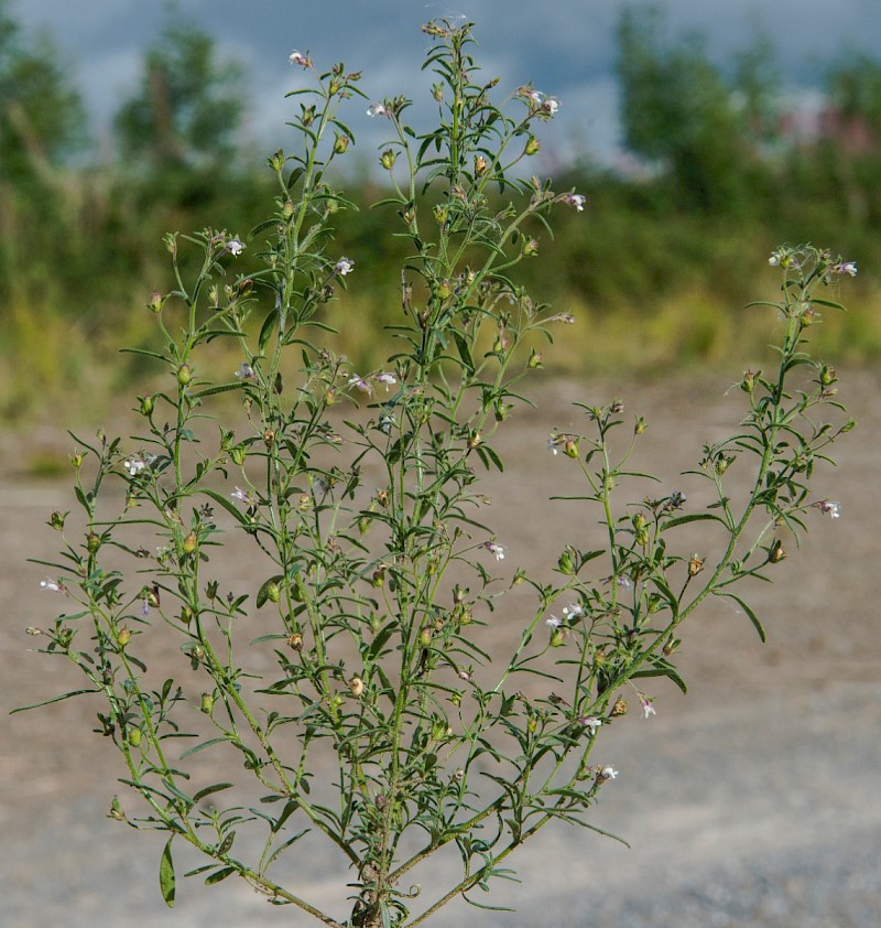 Chaenorhinum minus - © Charles Hipkin