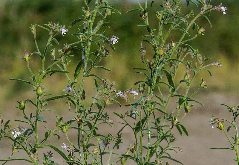 Chaenorhinum minus - © Charles Hipkin