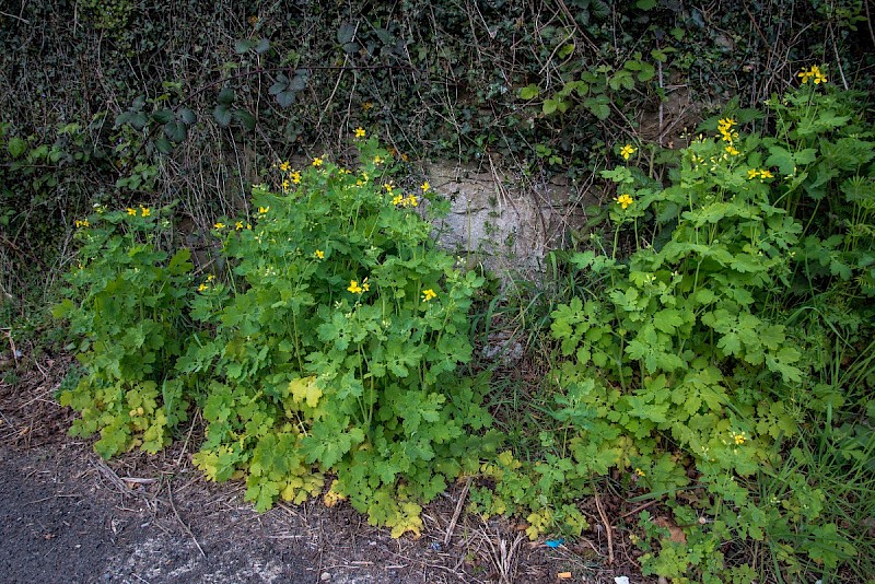 Chelidonium majus - © Charles Hipkin