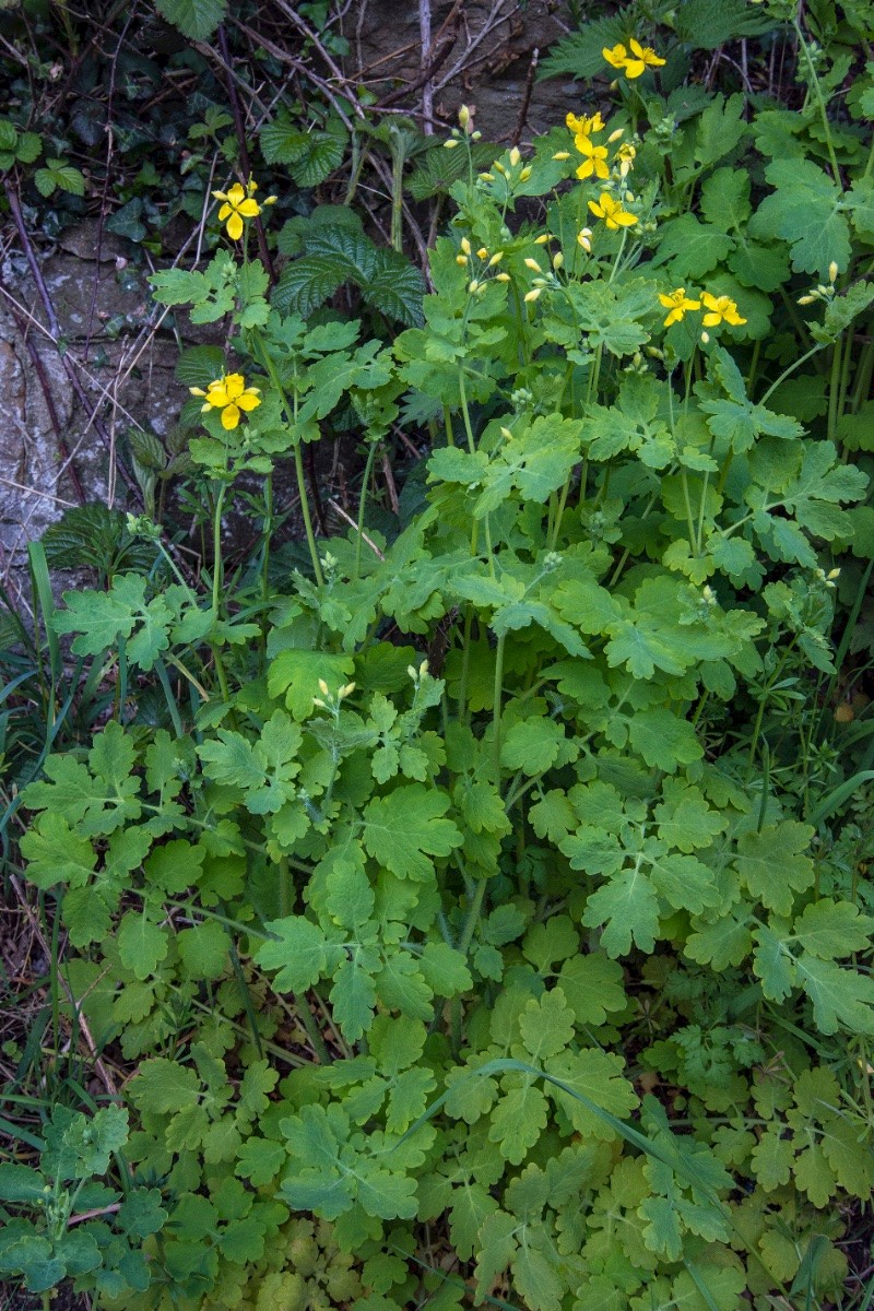 Chelidonium majus - © Charles Hipkin