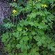 Chelidonium majus