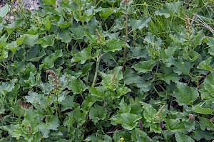 Chenopodium bonus-henricus Good-King-Henry