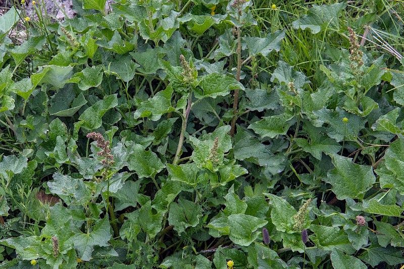 Chenopodium bonus-henricus - © Charles Hipkin