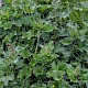 Chenopodium bonus-henricus