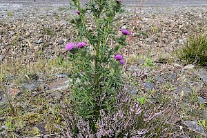 Cirsium vulgare Spear Thistle