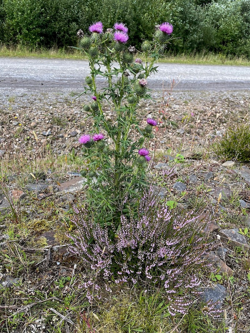 Cirsium vulgare - © Charles Hipkin