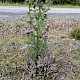 Cirsium vulgare