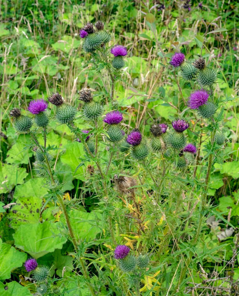 Cirsium vulgare - © Charles Hipkin