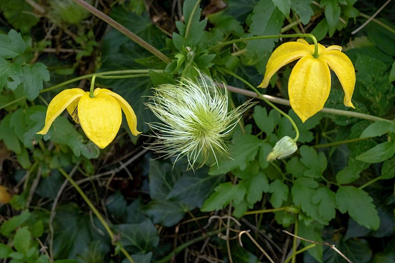 Clematis tangutica - © Charles Hipkin