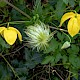 Clematis tangutica