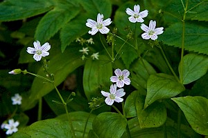 Claytonia sibirica Pink Purslane