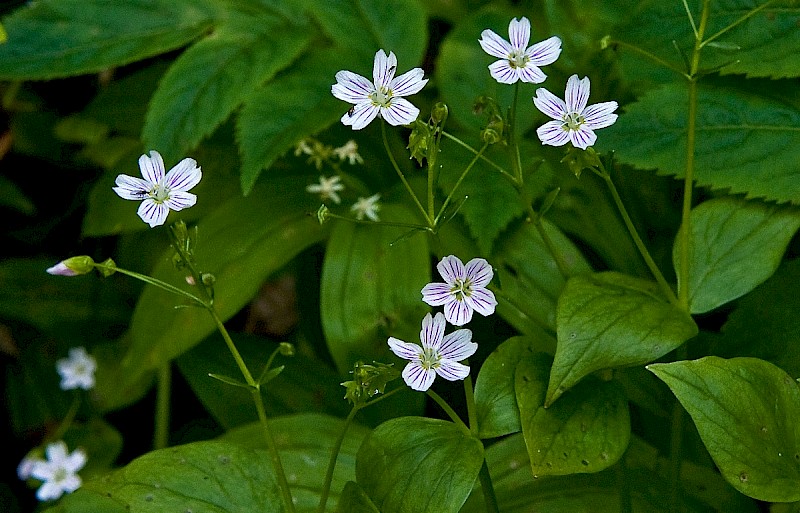 Claytonia sibirica - © Charles Hipkin