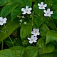 Claytonia sibirica