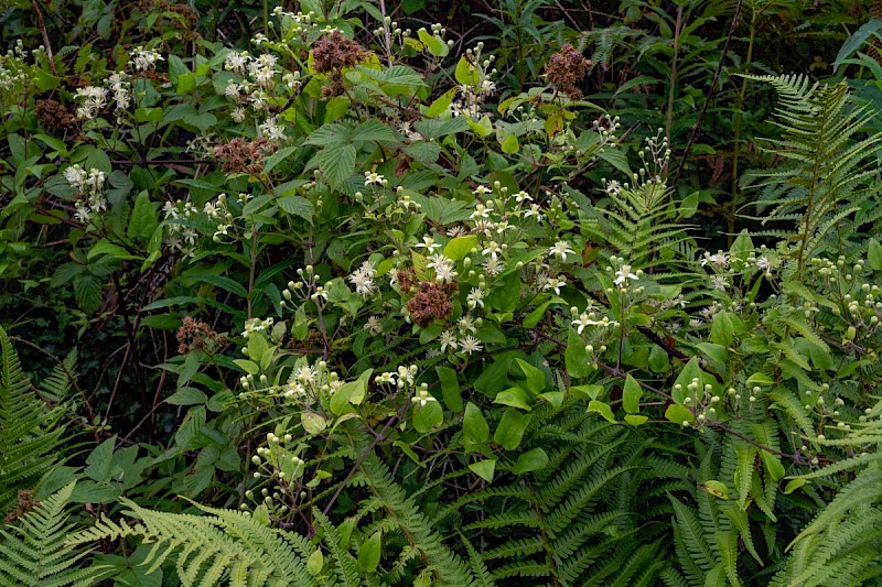 Clematis vitalba - © Charles Hipkin