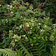 Clematis vitalba