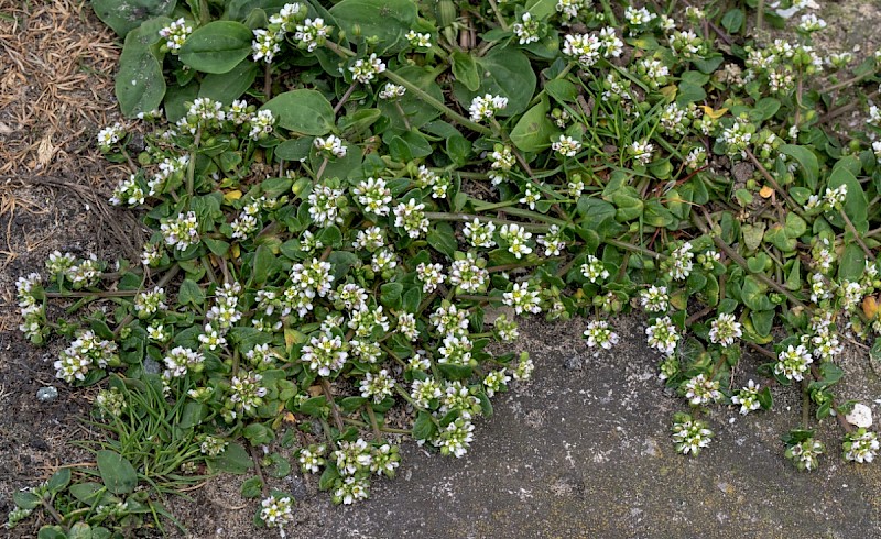 Cochlearia danica - © Charles Hipkin