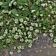 Cochlearia danica