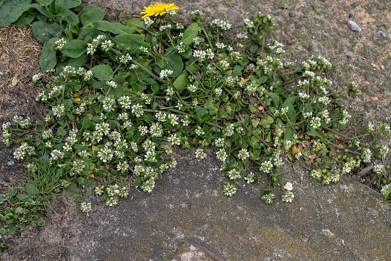 Cochlearia danica - © Charles Hipkin