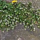 Cochlearia danica