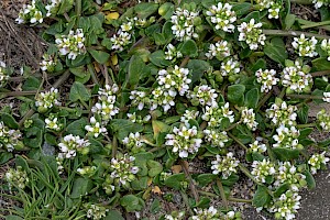 Cochlearia danica Danish Scurvygrass