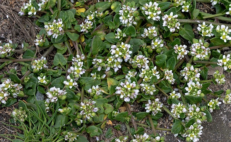 Cochlearia danica - © Charles Hipkin