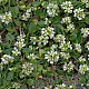 Cochlearia danica