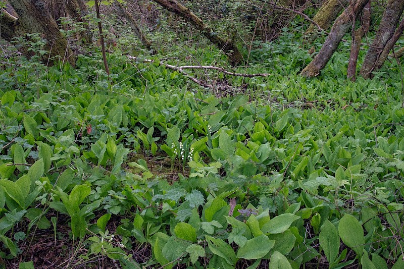 Convallaria majalis - © Charles Hipkin