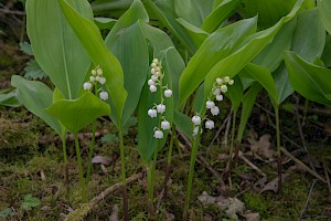 Convallaria majalis Lily-of-the-valley