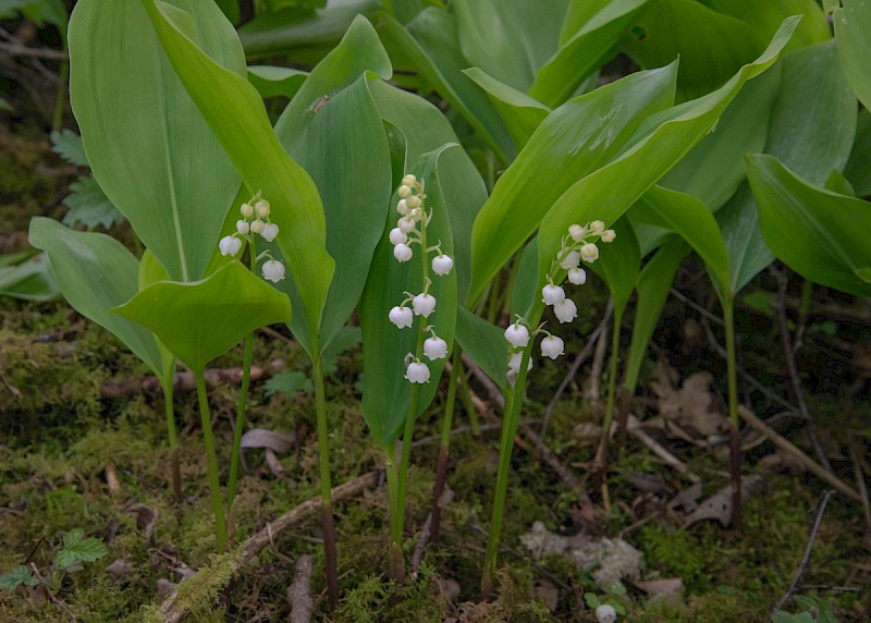 Convallaria majalis - © Charles Hipkin