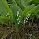 Convallaria majalis