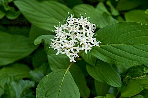 Cornus sericea Red-osier Dogwood