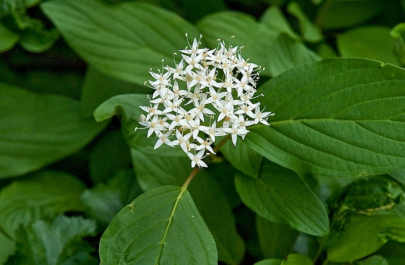 Cornus sericea - © Charles Hipkin