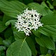 Cornus sericea