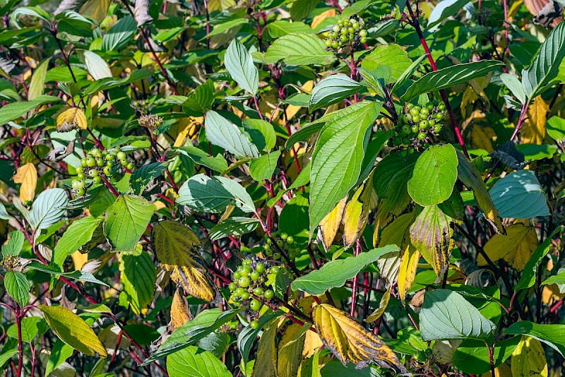 Cornus sericea - © Charles Hipkin