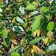 Cornus sericea