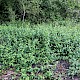 Cornus sericea