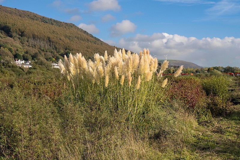 Cortaderia selloana - © Charles Hipkin