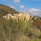 Cortaderia selloana