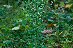 Conyza floribunda Bilbao's Fleabane