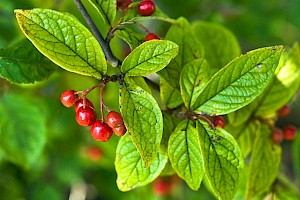 Cotoneaster bullatus Hollyberry Cotoneaster