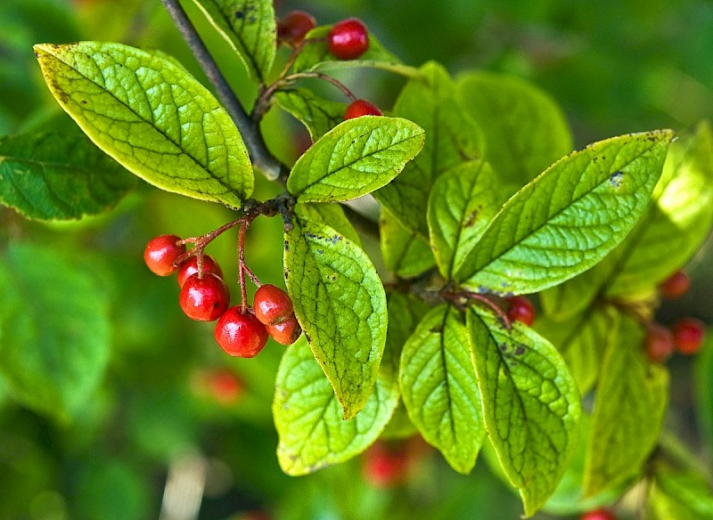 Cotoneaster bullatus - © Charles Hipkin