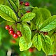 Cotoneaster bullatus